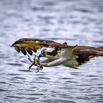TJ Waller Photography - Osprey about to snatch a fish from Lake Jesup. - Photography Classes Near Me - Geneva, Florida TJ Waller Photography - Osprey about to snatch a fish from Lake Jesup. - Photography Classes Near Me - Geneva, Florida