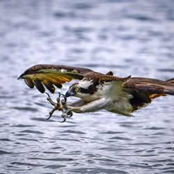 TJ Waller Photography - Osprey about to snatch a fish from Lake Jesup.