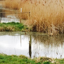 Rodley Nature Reserve - Kingfisher