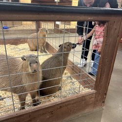 Capybara enclosure