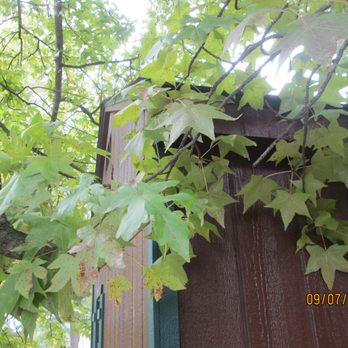 Creative Outdoor Sheds - Dodging tree limbs. I pulled back on the limb while Keith steered. - Sheds & Outdoor Storage Near Me - Gambrills, Maryland