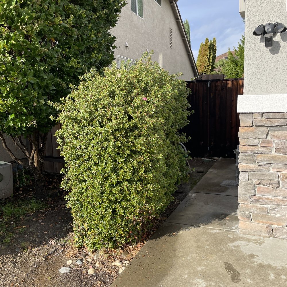 Olympus Pointe Landscape - Unkept bush - Landscaping Near Me - Roseville, California Olympus Pointe Landscape - Unkept bush - Landscaping Near Me - Roseville, California