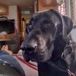 Pawsibilities - This is Thor, Thor found his forever home with me in cottonwood Arizona. He came from the cottonwood animal shelter. I believe he's about 2