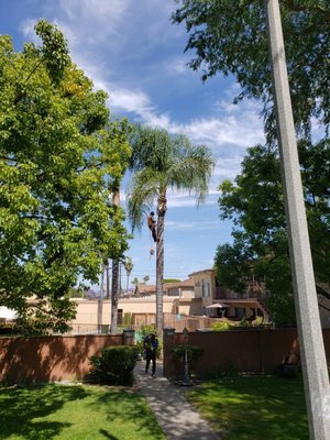 Palm Tree Trimming - We can take care of all kinds or trees from trimming to removal. Palm Tree Trimming - We can take care of all kinds or trees from trimming to removal.