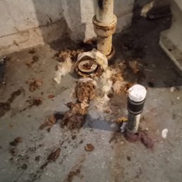 This is how our drain looks 2 days after they came out This is how our drain looks 2 days after they came out