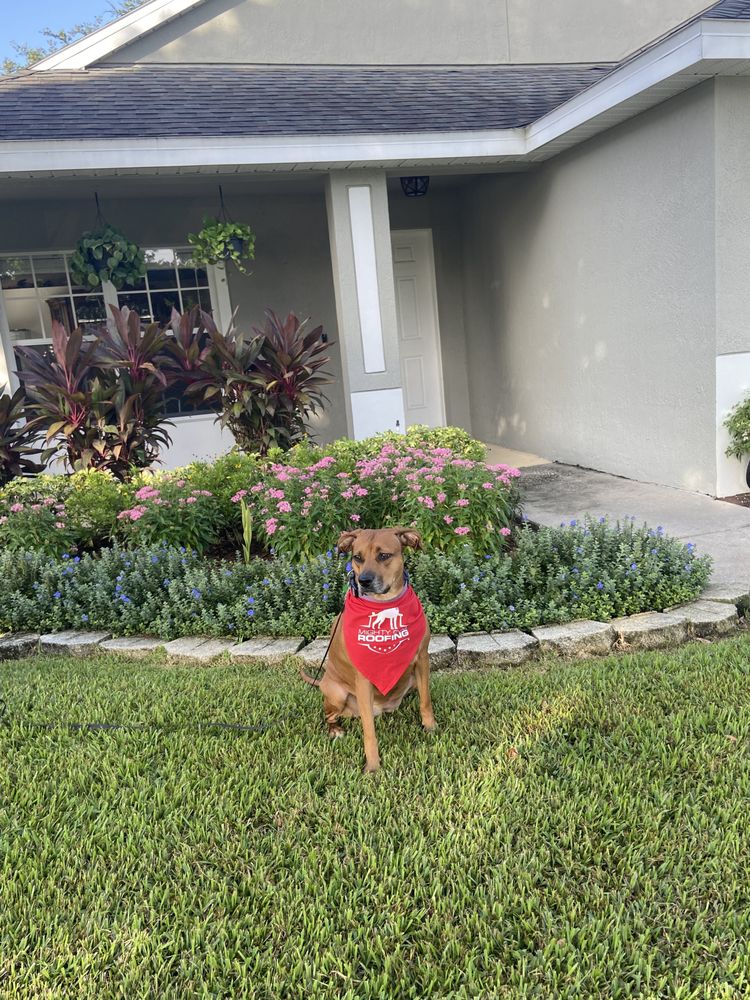 Slide of Mighty Dog Roofing North Orlando