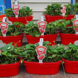 Andrea's Garden Center