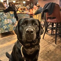 Queen Adelaide - At the pub