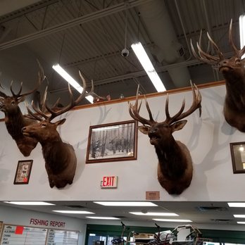 Sportsman's Warehouse - Some of the animals that have been harvested - Sports Wear Near Me - Albuquerque, New Mexico