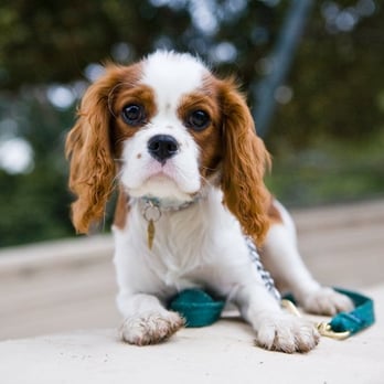 Fetch Foto - Pet Services Near Me - San Francisco, California Fetch Foto - Pet Services Near Me - San Francisco, California