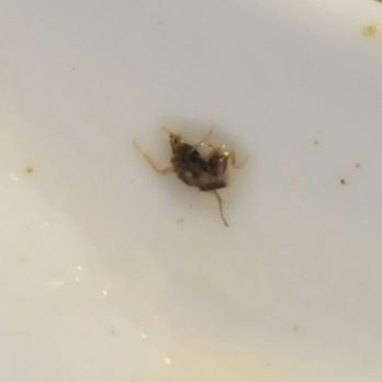 Pho Ha Long - Bug found in soup. Guy inspected it to make absolute sure it was a bug and didn't offer some sort of resolution. - Vietnamese Near Me - San Antonio, Texas Pho Ha Long - Bug found in soup. Guy inspected it to make absolute sure it was a bug and didn't offer some sort of resolution. - Vietnamese Near Me - San Antonio, Texas