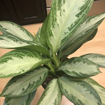 Plant Safari - Aglaonema Silver Bay - Nurseries & Gardening Near Me - Upland, California Plant Safari - Aglaonema Silver Bay - Nurseries & Gardening Near Me - Upland, California