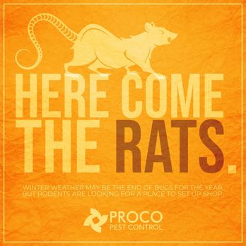 PROCO Pest Control - Pest Control Near Me - Grapevine, Texas PROCO Pest Control - Pest Control Near Me - Grapevine, Texas