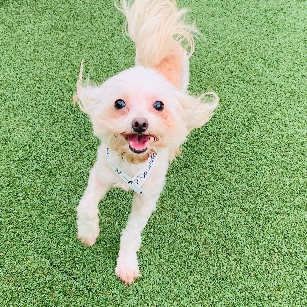 I mean!! Does this not make you want to send your dog here?! My dog clearly was having a blast lol I mean!! Does this not make you want to send your dog here?! My dog clearly was having a blast lol