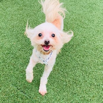 Pet Paradise New Orleans - I mean!! Does this not make you want to send your dog here?! My dog clearly was having a blast lol - Pet Groomers Near Me - Kenner, Louisiana
