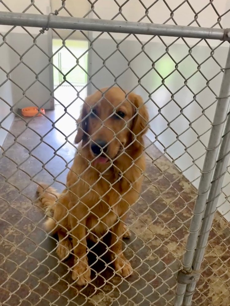 TOP DOG PET RETREAT Updated September 2024 12 Photos 5940 S