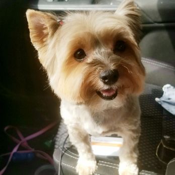 Bath Brush and Beyond - All smile after getting groomed. - Pet Groomers Near Me - Albuquerque, New Mexico