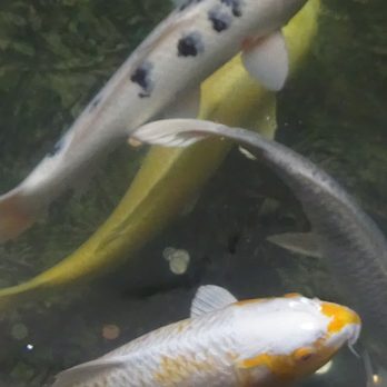 Clackamas Town Center - Beautiful koi - Shopping Centers Near Me - Happy Valley, Oregon