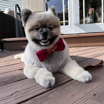 Healthy Spot - Rockridge - Great grooming by Eva at Rockridge Healthy Spot - Pet Groomers Near Me - Berkeley, California