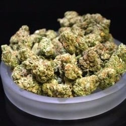 The Spot 420 Trinidad Dispensary - flower - grown at our Pueblo grow room