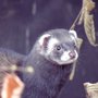 Photo of Wildwood
