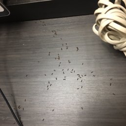 Ants on the desk. Ants on the desk.