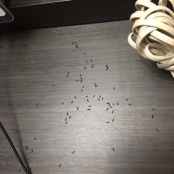 Candlewood Suites Pearl - Ants on the desk. - Hotels Near Me - Pearl, Mississippi Candlewood Suites Pearl - Ants on the desk. - Hotels Near Me - Pearl, Mississippi
