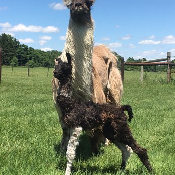 The Willowicke Inn - Baby Willow born June 8, 2016 to miss High Hope! - Bed & Breakfast Near Me - Williamston, Michigan