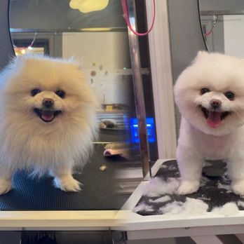 Lnimo - Pet Groomers Near Me - San Mateo , California Lnimo - Pet Groomers Near Me - San Mateo , California