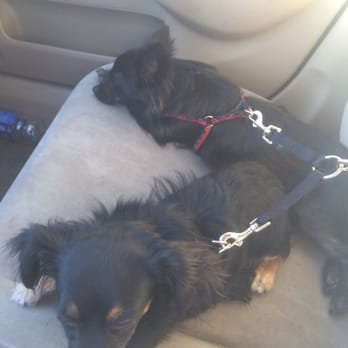 Shawnee Park - The aftermath! Both totally knocked out! :) - Dog Parks Near Me - Chandler, Arizona