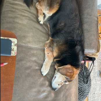 K9 Therapy Massage - Relaxed Clyde (17 years old) after a massage with Leslie at home. - Holistic Animal Care Near Me - Villa Park, Illinois K9 Therapy Massage - Relaxed Clyde (17 years old) after a massage with Leslie at home. - Holistic Animal Care Near Me - Villa Park, Illinois