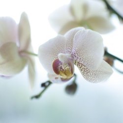Sanjay Kudtarkar, MD - Orchid Medical Group: Sanjay Kudtarkar, MD is a General Medical Practice serving Redlands, CA
