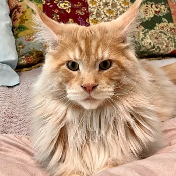 Bubbles & Bows Pet Grooming - IG:Cornwallisfrankpentangeli - Pet Groomers Near Me - Tacoma, Washington Bubbles & Bows Pet Grooming - IG:Cornwallisfrankpentangeli - Pet Groomers Near Me - Tacoma, Washington