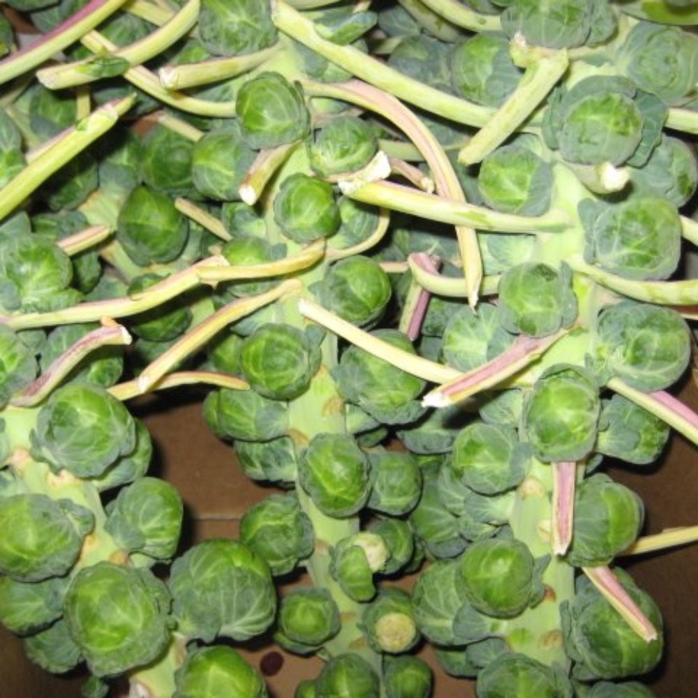 Monterey Market - Fruits & Veggies Near Me - Berkeley, California