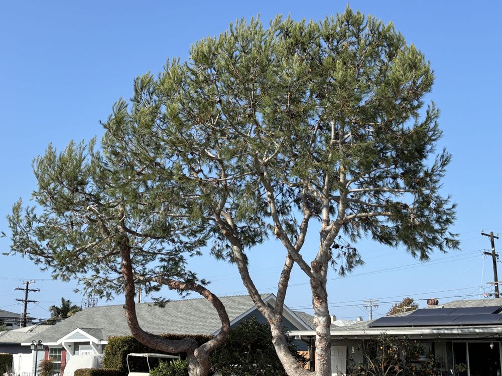 Rodriguez Tree Services - tree service in San Diego, CA
