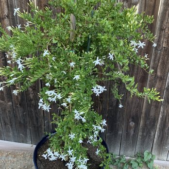 Mi Jalisco Nursery - Nurseries & Gardening Near Me - Lakewood, California