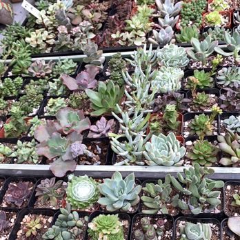 Pierce Street Gardens - Nurseries & Gardening Near Me - Eugene, Oregon Pierce Street Gardens - Nurseries & Gardening Near Me - Eugene, Oregon