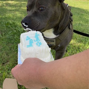 Redondo Dog - Frankey jr enjoying his cake - Pet Services Near Me - Carson, California Redondo Dog - Frankey jr enjoying his cake - Pet Services Near Me - Carson, California