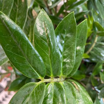 SarahCotta Plants - Leaves were so shiny - Nurseries & Gardening Near Me - Glendale, California SarahCotta Plants - Leaves were so shiny - Nurseries & Gardening Near Me - Glendale, California