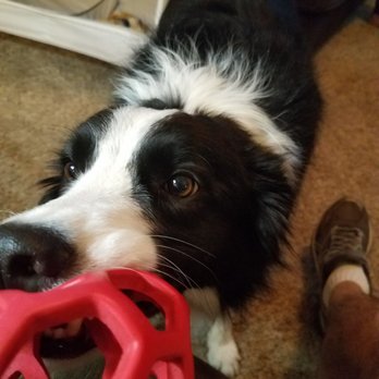Francesca's Dog Training - Pet Training Near Me - Dixon, California