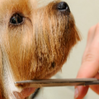 K-9 Heaven - Pet Sitting Near Me - Willis, Texas K-9 Heaven - Pet Sitting Near Me - Willis, Texas