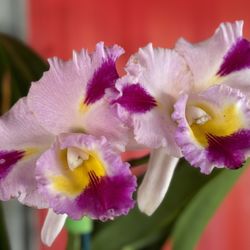 Zensations Garden - More orchids.