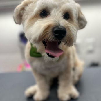 Wow! My dog - Pet Groomers Near Me Wow! My dog - Pet Groomers Near Me