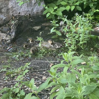 Tracy Aviary - Wild mallard hen with her ducklings. - Zoos Near Me - Salt Lake City, Utah Tracy Aviary - Wild mallard hen with her ducklings. - Zoos Near Me - Salt Lake City, Utah