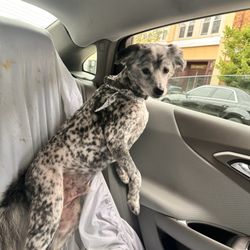 Downtown Pups