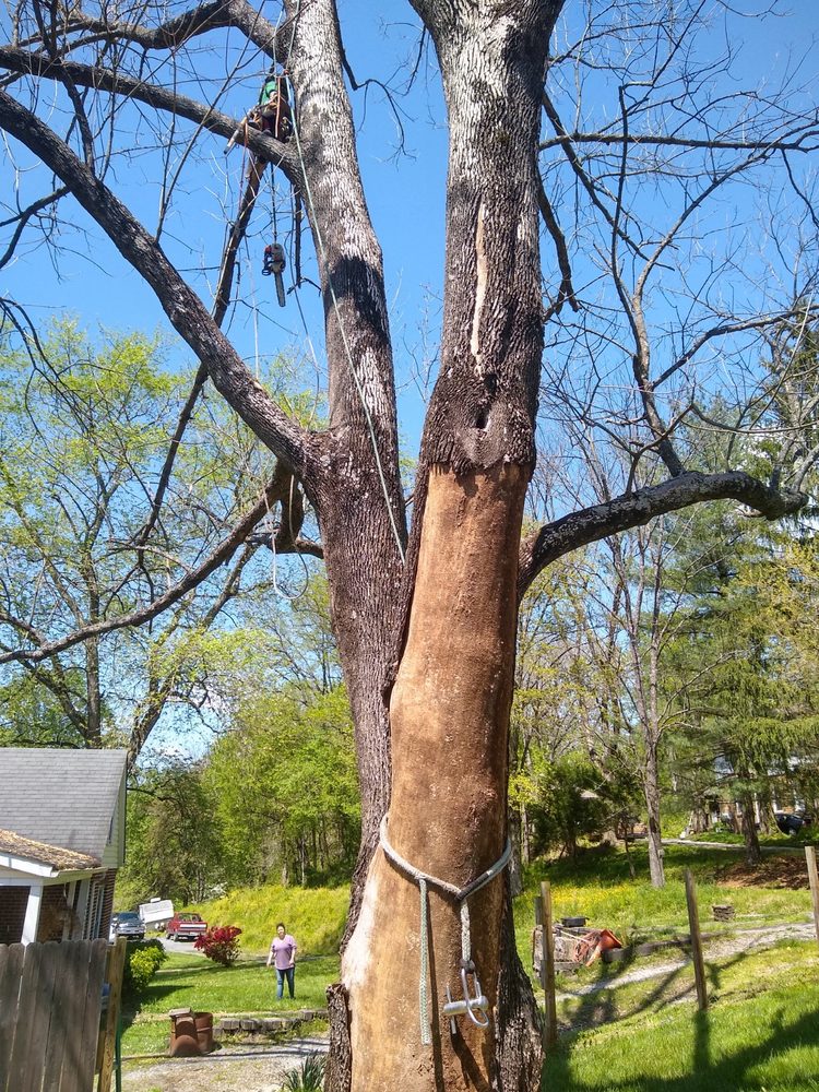 ARBORTECH TREE SERVICES Westminster, Maryland Tree Services Yelp