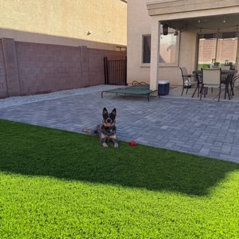Alpha Turf - A dog with a red toy is sitting on a green lawn in a backyard, with a patio, outdoor furniture, and house visible in the background. - Artificial Turf Near Me