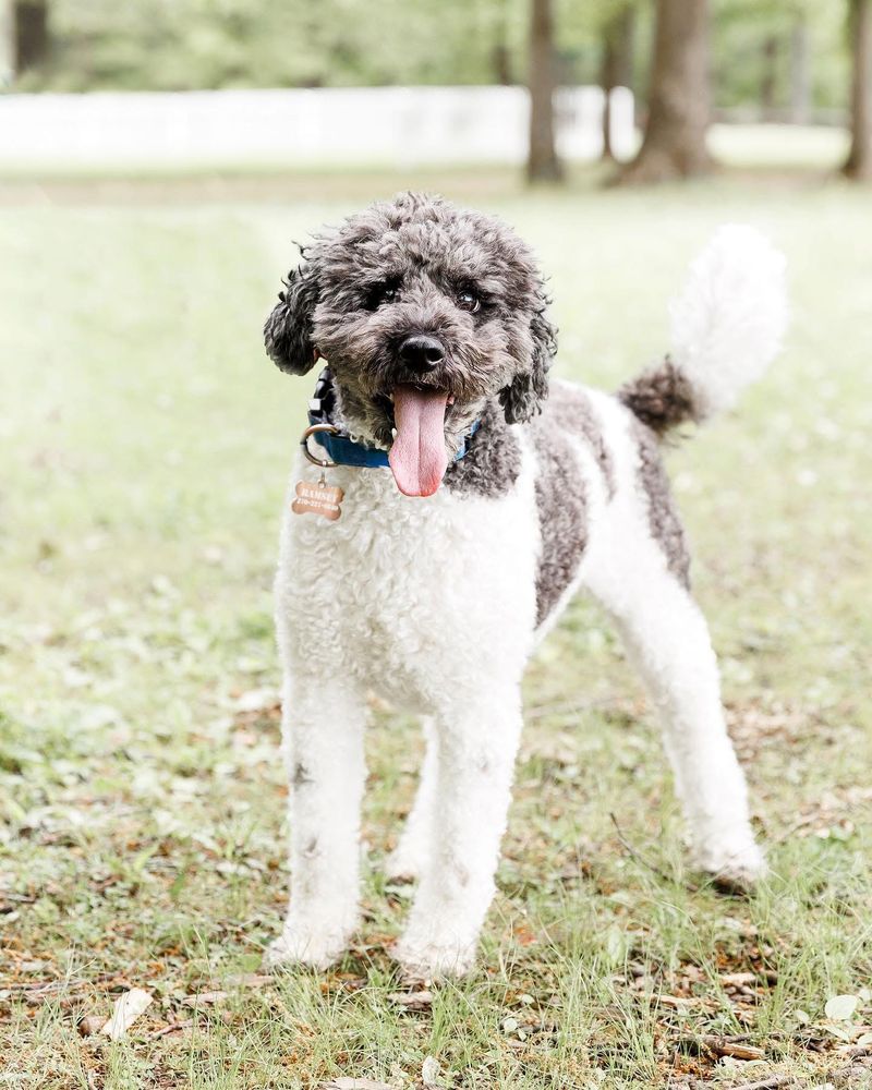 Donelson Animal Hospital - pet boarding facility in Nashville, TN