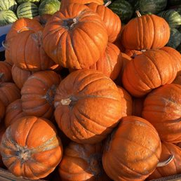 Pumpkins for pumpkin pie Pumpkins for pumpkin pie