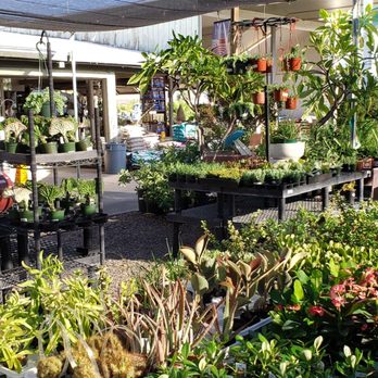 SummerWinds Nursery - West Bell - A snapshot of their colorful selection! - Nurseries & Gardening Near Me - Glendale, Arizona SummerWinds Nursery - West Bell - A snapshot of their colorful selection! - Nurseries & Gardening Near Me - Glendale, Arizona